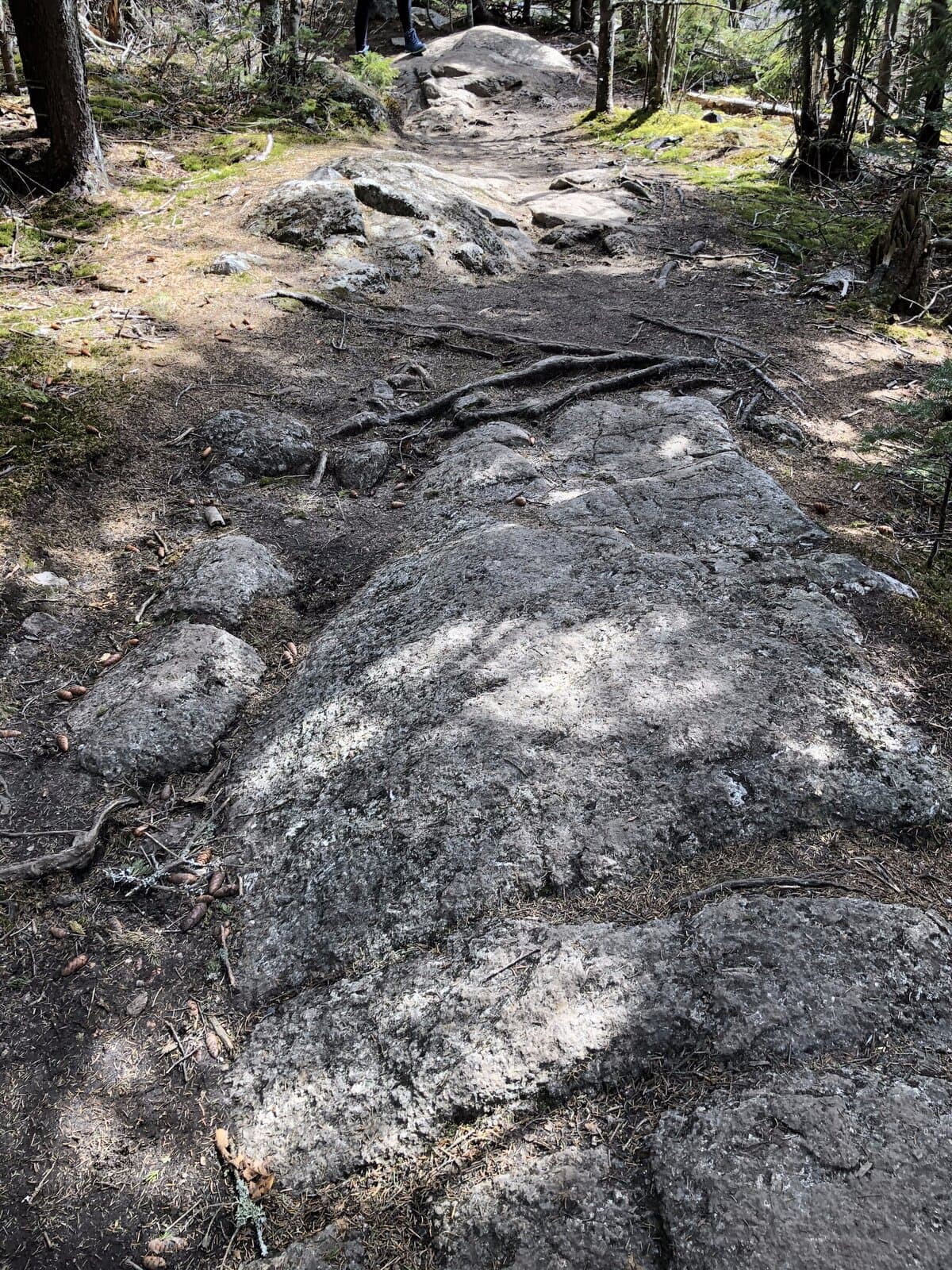 Rocky hiking trail winding through evergreen forest in the White Mountains