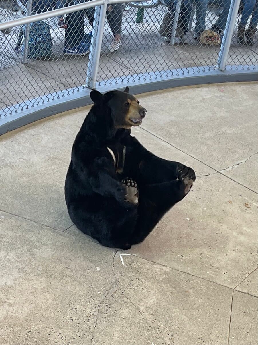 Black bear at a family attraction in Lincoln, New Hampshire