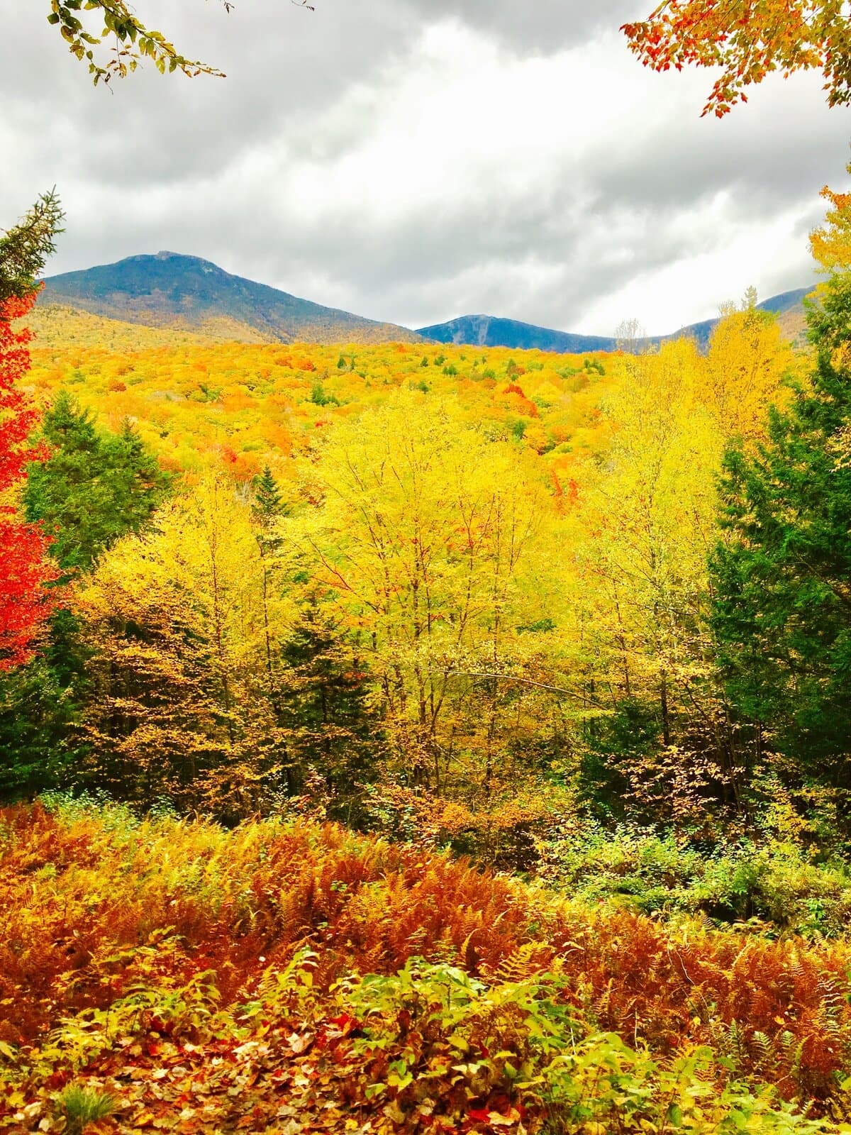 Vibrant fall foliage panorama with White Mountains peaks in the background