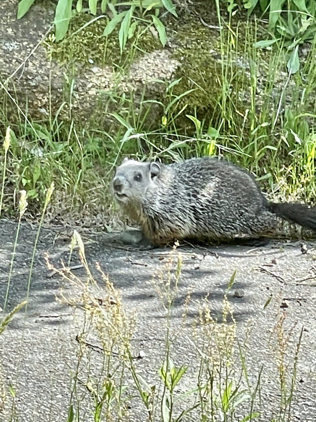 Wildlife in the White Mountains