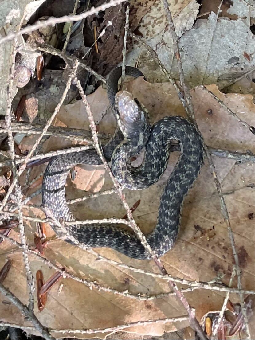 Forest-floor wildlife in the White Mountains