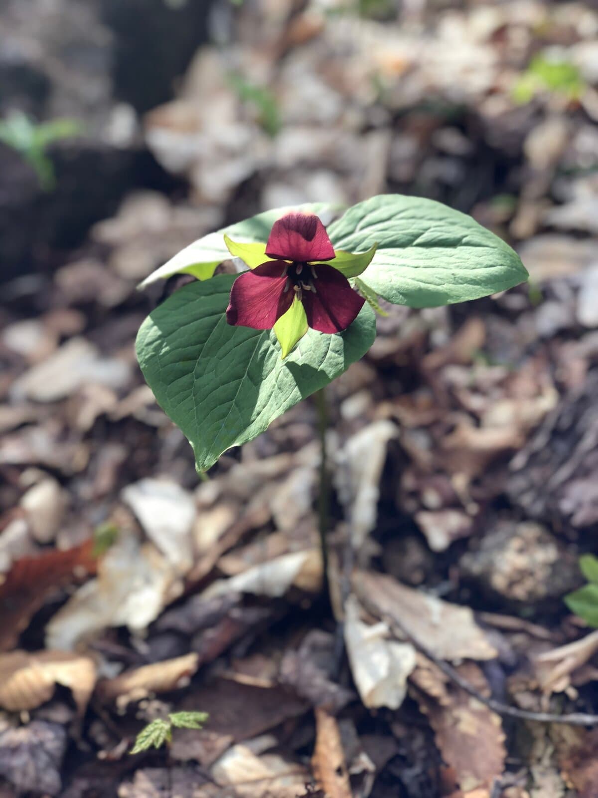 White trillium wildflower on a White Mountains trail
